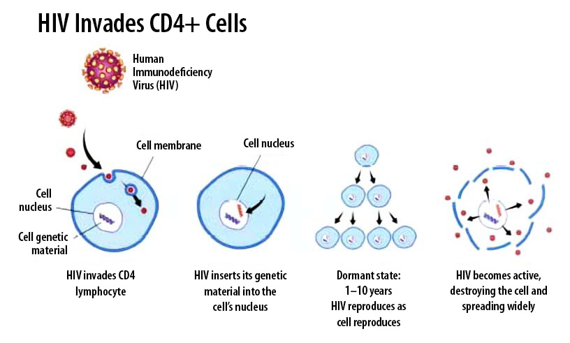 HIV invades CD4+ cells